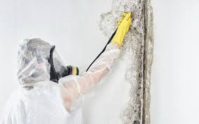 Best Mold Remediation for Healthcare Facilities  in USA